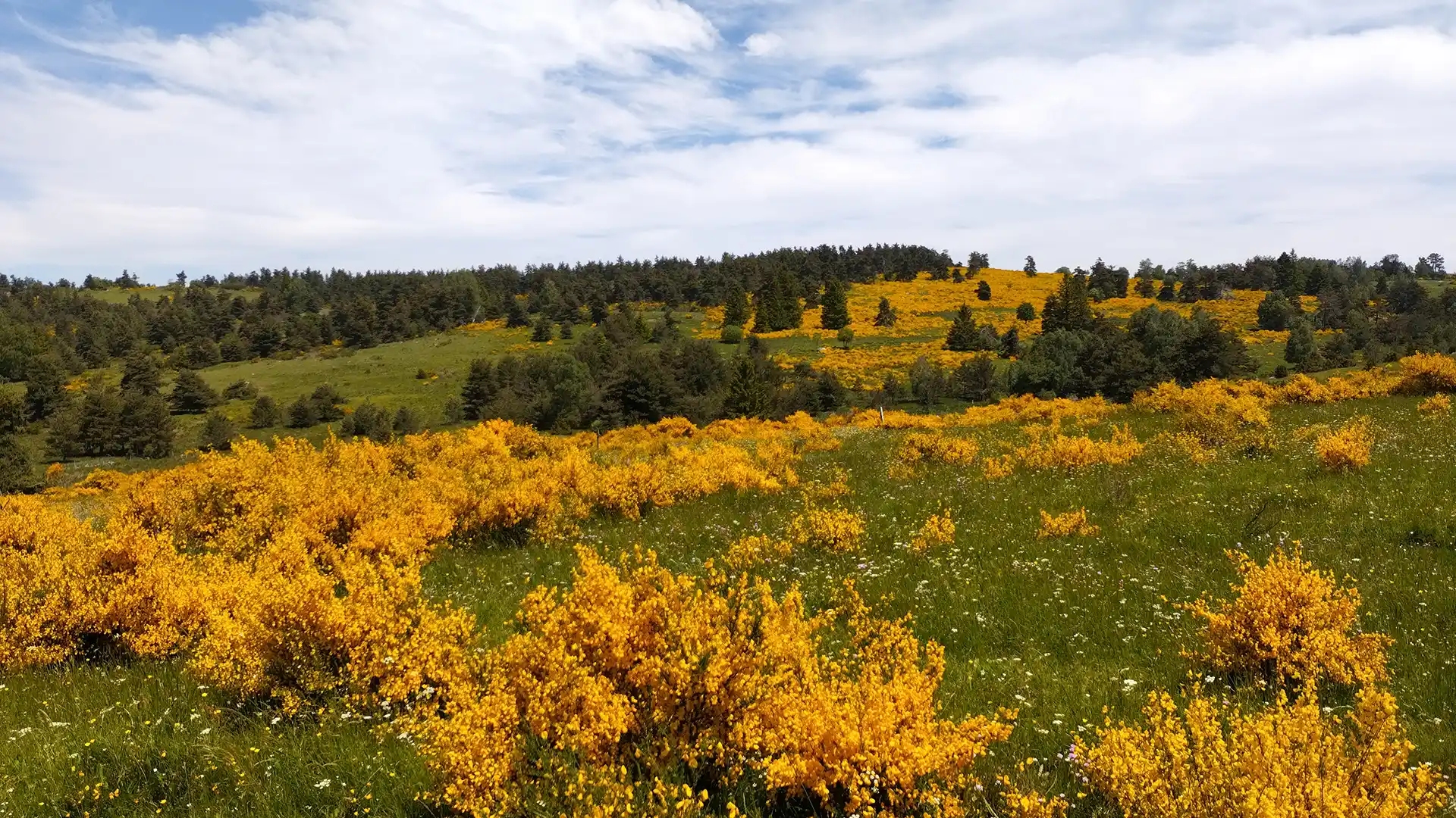 Terrain en Lozère, effectuer des relevés de géomètre au milieu des jeunets